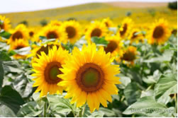 2011 progetto girasole.jpg